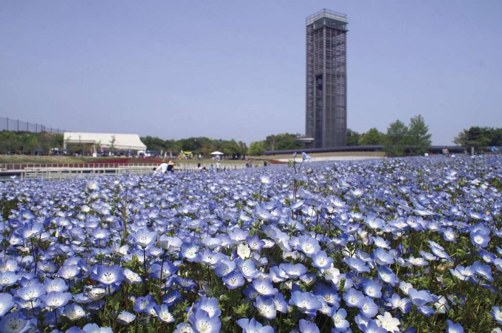 このイベントは終了しました 日本の春は浜名湖から 浜名湖花フェスタ Womo