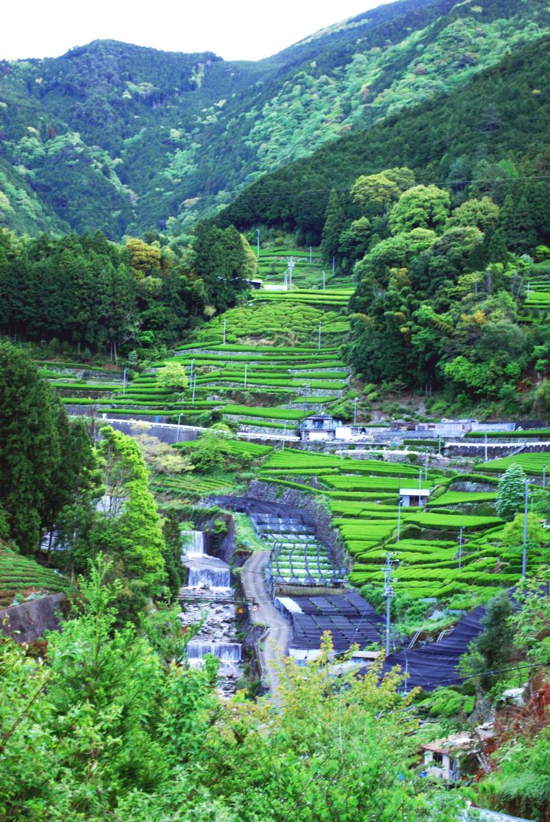 千代田タクシー株式会社・旅タクツアー【駿河 東海道おんぱく2020】イメージ1