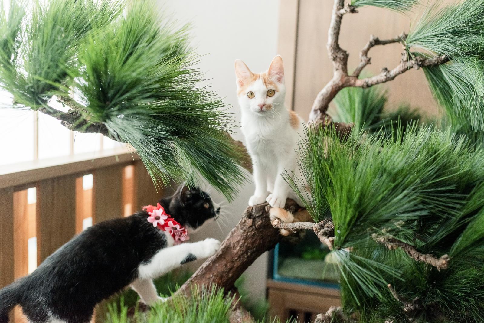 保護猫カフェ 猫宿町 ホゴネコカフェネコヤドチョウ 静岡市葵区 Womo