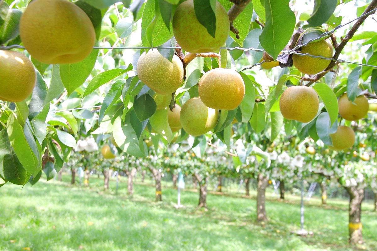 はままつフルーツパーク時之栖 ハママツフルーツパークトキノスミカ 浜松市北区 Womo