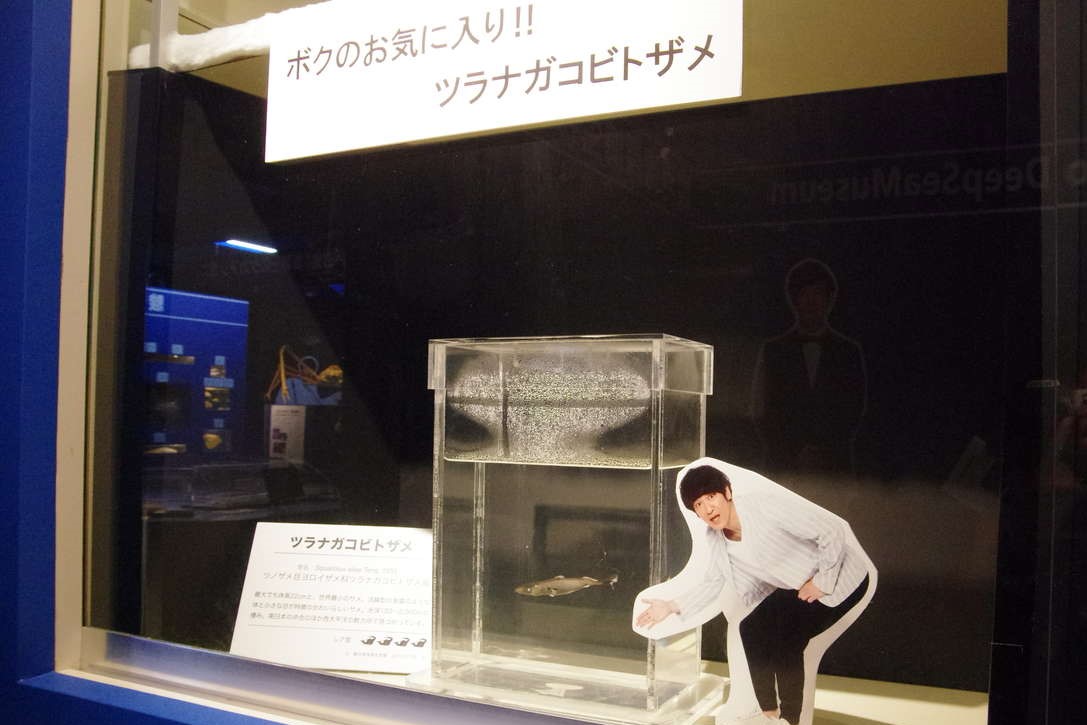 駿河湾深海生物館 戸田造船郷土資料博物館 スルガワンシンカイセイブツカン ヘダゾウセンキョウドシリョウカン 沼津市 Womo